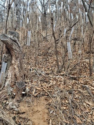 삼일호투광양 님의 두릅 · 영농일지 작성글 사진