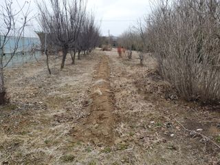 송완춘님의 기타작물 · 영농일지 작성글 사진