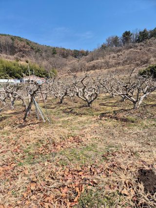 문성농장15146님의 기타작물 · 영농일지 작성글 사진