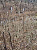 팜모닝 두릅·영농일지 게시글 이미지