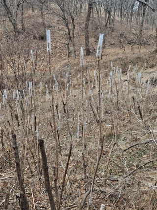 삼일호투광양 님의 두릅 · 영농일지 작성글 사진