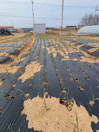 결단이님의 기타작물 · 영농일지 작성글 사진