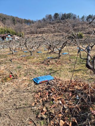 문성농장15146님의 기타작물 · 영농일지 작성글 사진