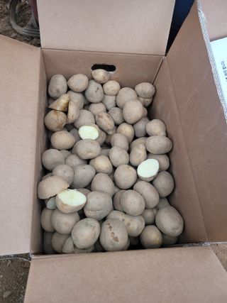 귤16464님의 감자 · 영농일지 작성글 사진