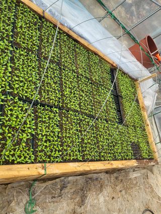 이상욱님의 고추 · 영농일지 작성글 사진