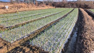 서정욱님의 마늘 · 영농일지 작성글 사진