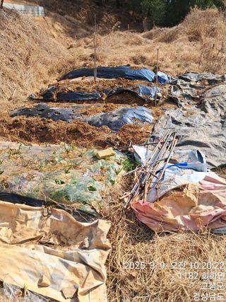 혜공 도봉현님의 기타작물 · 영농일지 작성글 사진