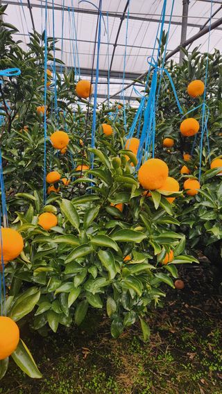 조상균님의 기타작물 · 영농일지 작성글 사진