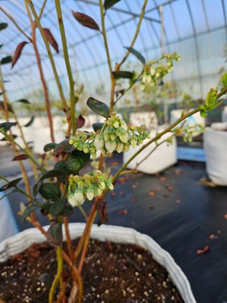 천일야객님의 블루베리 · 영농일지 작성글 사진