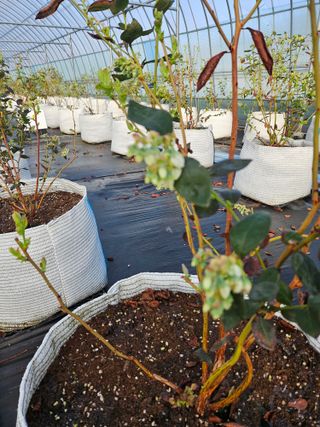 천일야객님의 블루베리 · 영농일지 작성글 사진