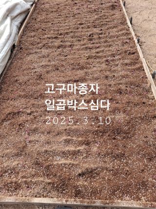 황병철님의 고추 · 영농일지 작성글 사진