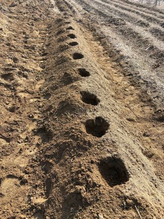 토끼풀님의 기타작물 · 영농일지 작성글 사진