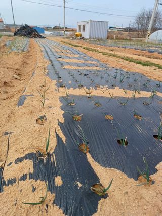 결단이님의 기타작물 · 영농일지 작성글 사진