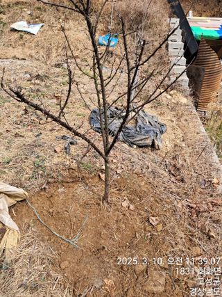 혜공 도봉현님의 기타작물 · 영농일지 작성글 사진