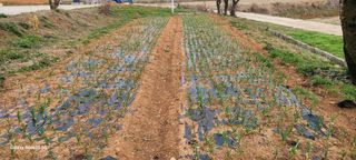 김동제님의 마늘 · 영농일지 작성글 사진