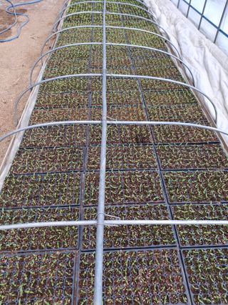 황병철님의 고추 · 영농일지 작성글 사진