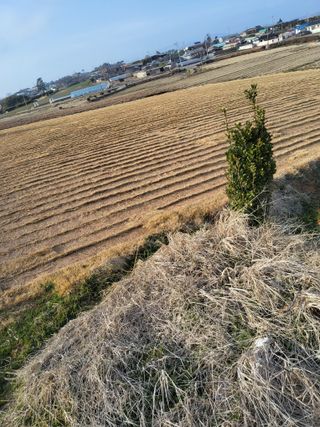 최유순님의 기타작물 · 영농일지 작성글 사진