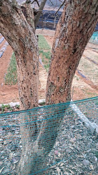 bpjh9173님의 감 · 영농일지 작성글 사진