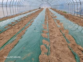 우희태님의 기타작물 · 영농일지 작성글 사진