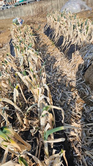 김동길님의 기타작물 · 영농일지 작성글 사진