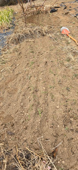 돌복숭아님의 기타작물 · 영농일지 작성글 사진