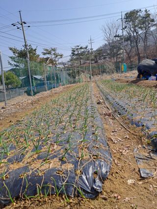 금복주님의 기타작물 · 영농일지 작성글 사진
