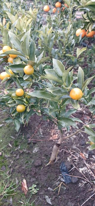 참깨8508님의 귤 · 영농일지 작성글 사진