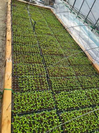 이상욱님의 고추 · 영농일지 작성글 사진