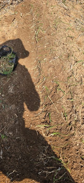 돌복숭아님의 기타작물 · 영농일지 작성글 사진