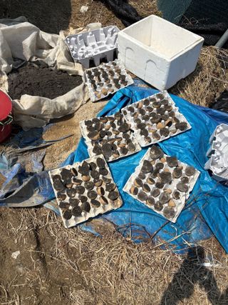 토끼풀님의 감자 · 영농일지 작성글 사진