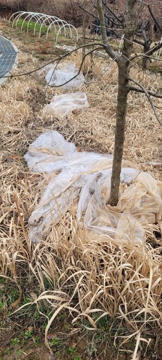 김정은님의 기타작물 · 영농일지 작성글 사진