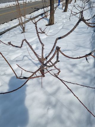 김용대님의 기타작물 · 영농일지 작성글 사진