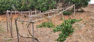 김동제님의 마늘 · 영농일지 작성글 사진