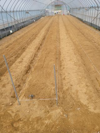 민원배님의 고추 · 영농일지 작성글 사진