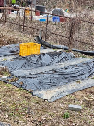 라온베리님의 감자 · 영농일지 작성글 사진