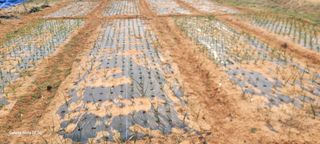 김동제님의 마늘 · 영농일지 작성글 사진