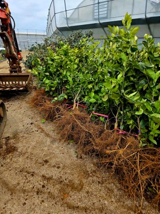 민성종묘(감귤묘목)님의 기타작물 · 영농일지 작성글 사진