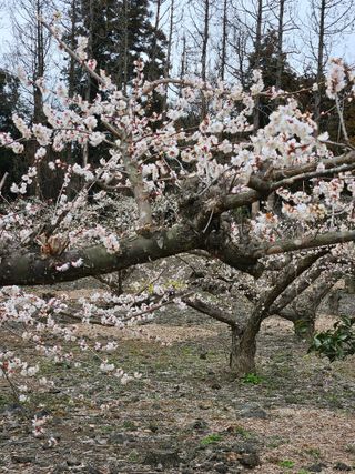 제주 지안이네농장님의 기타작물 · 영농일지 작성글 사진