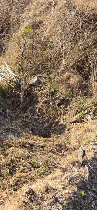 진전님의 기타작물 · 영농일지 작성글 사진