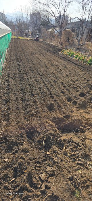 ♡청심전유삼♡님의 기타작물 · 영농일지 작성글 사진