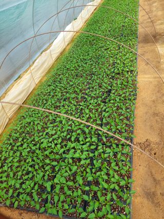 양김정숙님의 기타작물 · 영농일지 작성글 사진