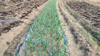 권병국님의 감자 · 영농일지 작성글 사진