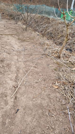 의성촌놈님의 기타작물 · 영농일지 작성글 사진