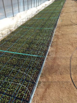 배추19087님의 기타작물 · 영농일지 작성글 사진