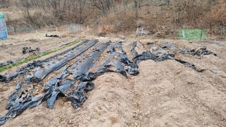 의성촌놈님의 기타작물 · 영농일지 작성글 사진