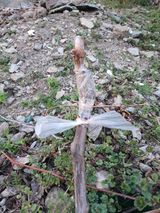 팜모닝 기타작물·영농일지 게시글 이미지