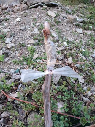 노백수님의 기타작물 · 영농일지 작성글 사진