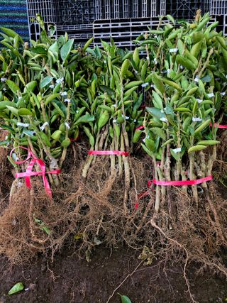 민성종묘(감귤묘목)님의 기타작물 · 영농일지 작성글 사진