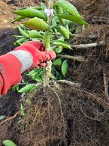 팜모닝 기타작물·영농일지 게시글 이미지