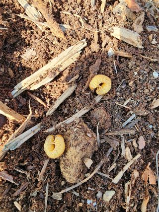 밀양달콤팜님의 기타작물 · 영농일지 작성글 사진